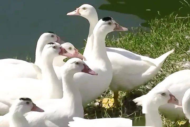 未能全面复苏；价格仍高企业备货激活市场热情ag旗舰厅注册行情周报 气温虽降制品销售(图4)